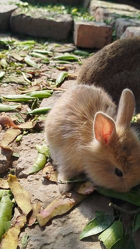 Taddybear Lionhead dwarf baby bunny rabbit 3