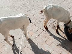 goat pair for sale