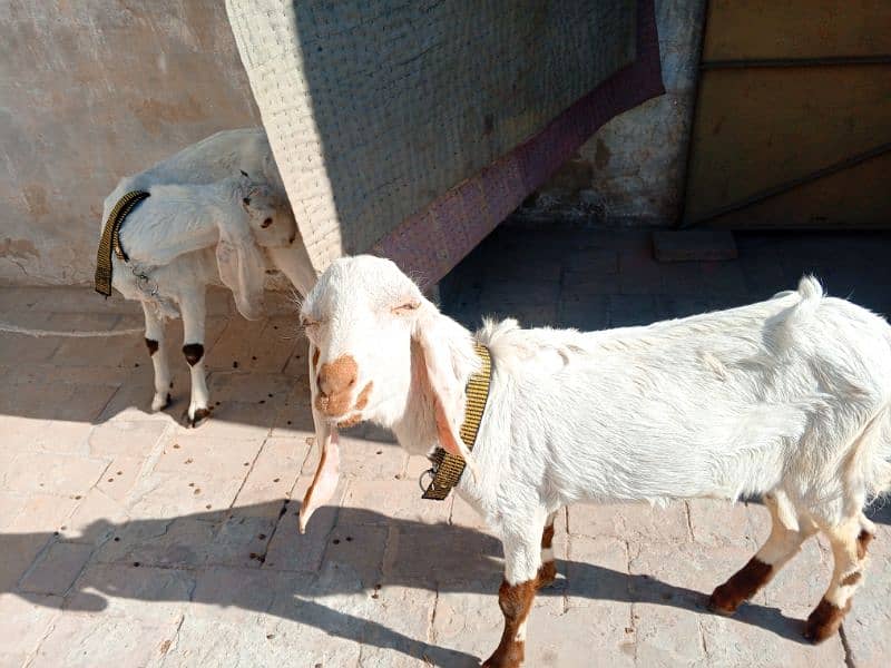 goat pair for sale 1