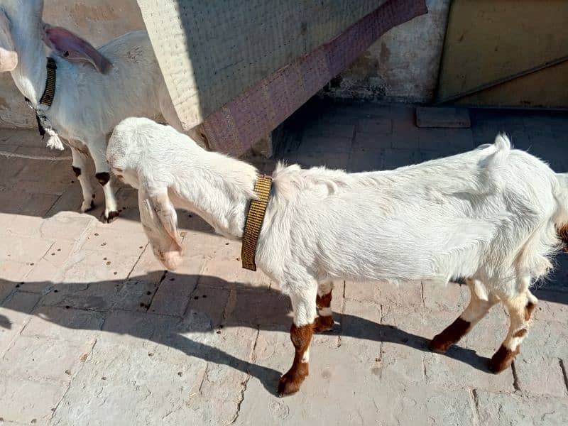 goat pair for sale 3