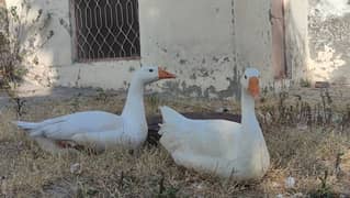 2 white ducks for sale