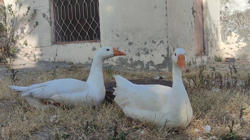 2 white ducks for sale 0