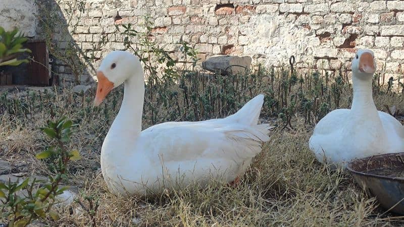 2 white ducks for sale 3