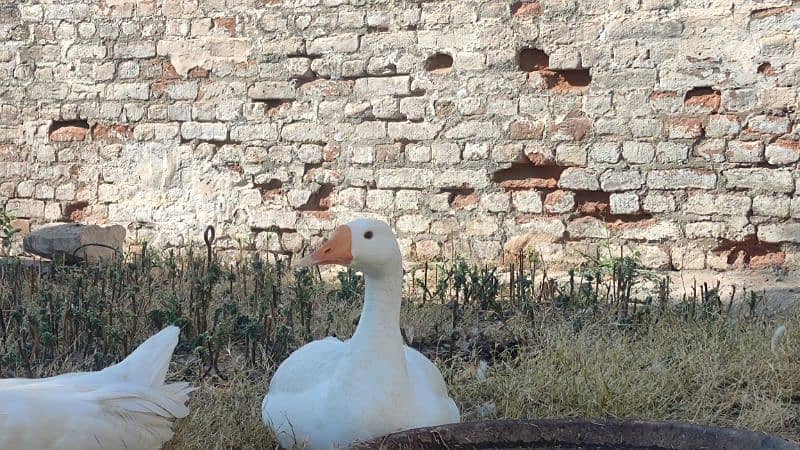 2 white ducks for sale 4