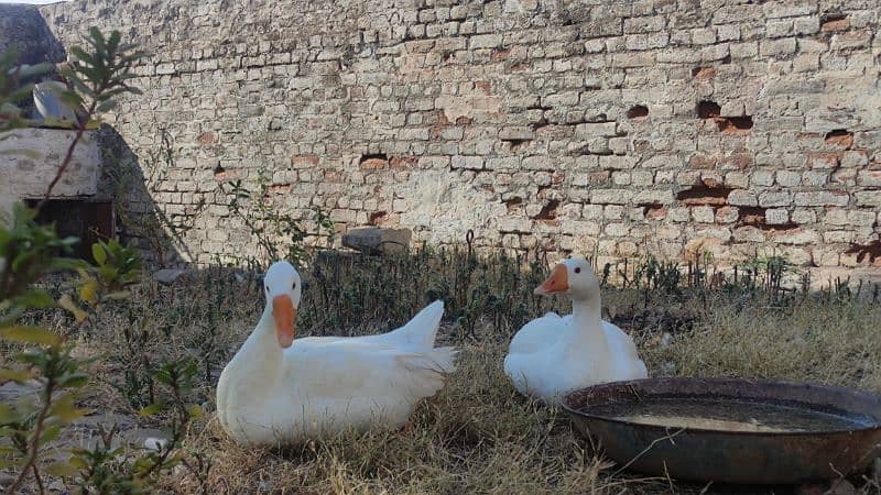 2 white ducks for sale 5