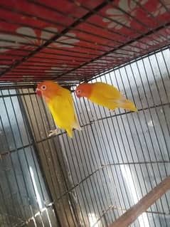 love bird lutino red eyes