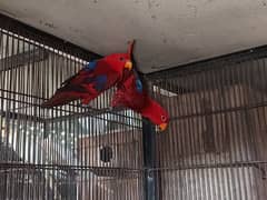 Red Moluccan Lory Breeder Pair for sale