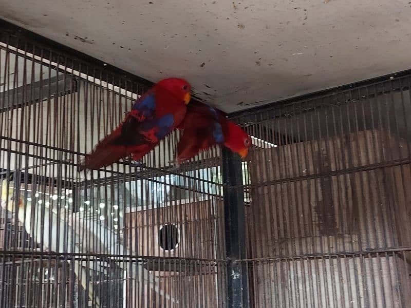 Red Moluccan Lory Breeder Pair for sale 1