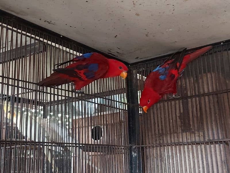 Red Moluccan Lory Breeder Pair for sale 2