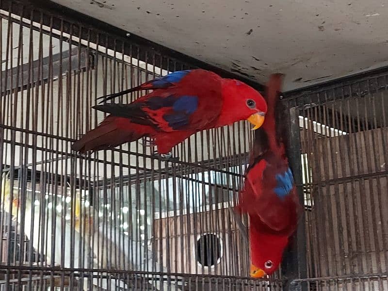 Red Moluccan Lory Breeder Pair for sale 3