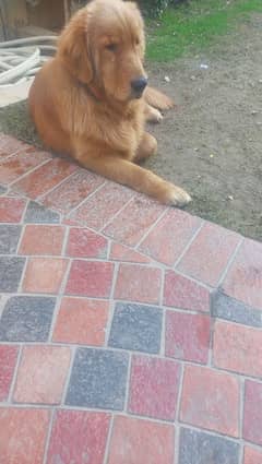 Pedigree Golden Retriever Available for stud