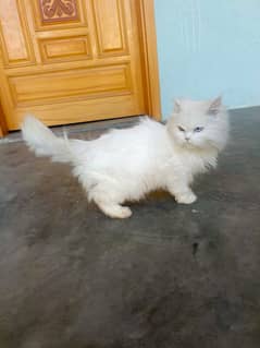 (2) Persian Female Cat . . . . Whatsapp Number (03230969566)