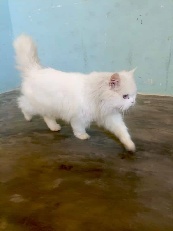 (2) Persian Female Cat . . . . Whatsapp Number (03230969566) 1