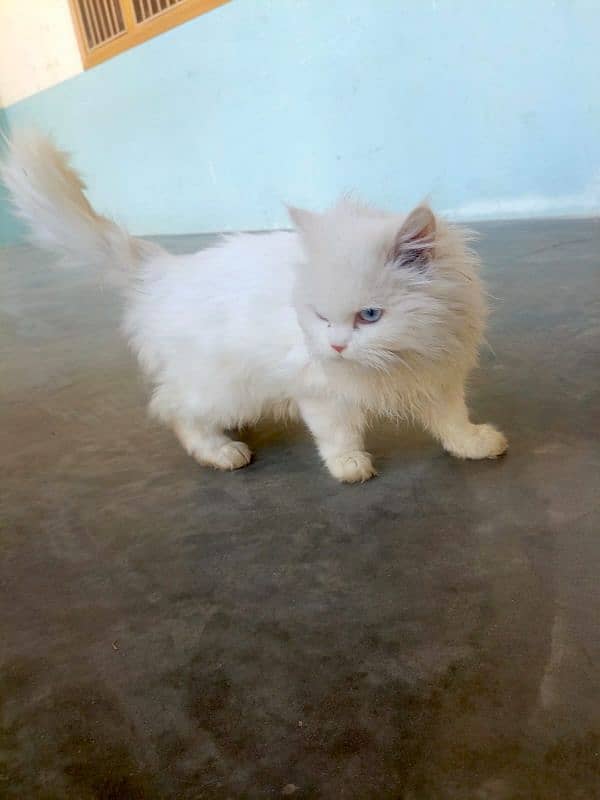 (2) Persian Female Cat . . . . Whatsapp Number (03230969566) 2