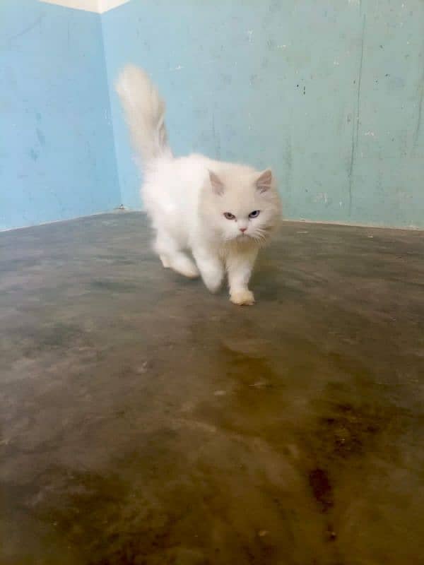 (2) Persian Female Cat . . . . Whatsapp Number (03230969566) 3