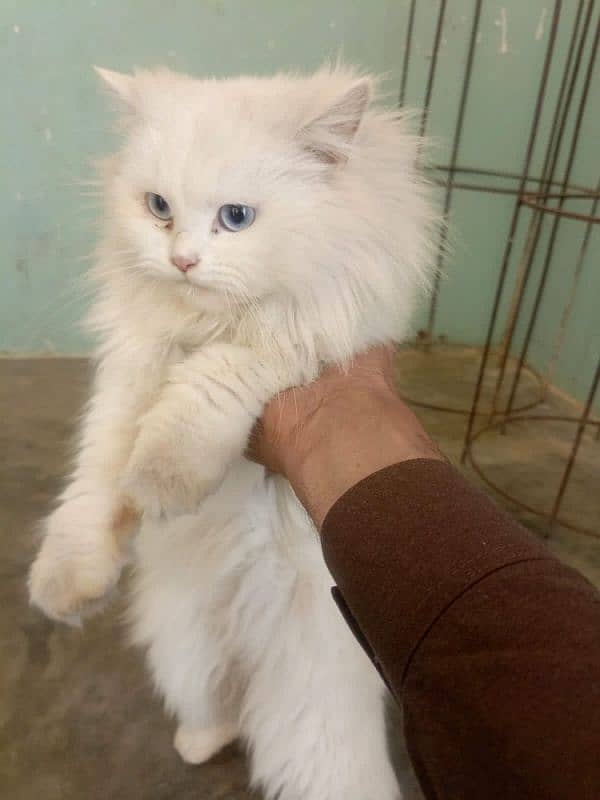 (2) Persian Female Cat . . . . Whatsapp Number (03230969566) 4