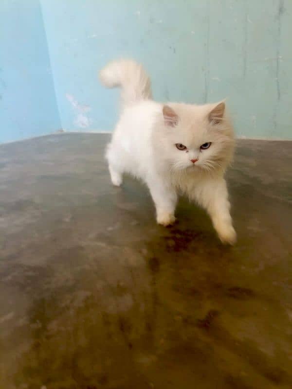 (2) Persian Female Cat . . . . Whatsapp Number (03230969566) 5