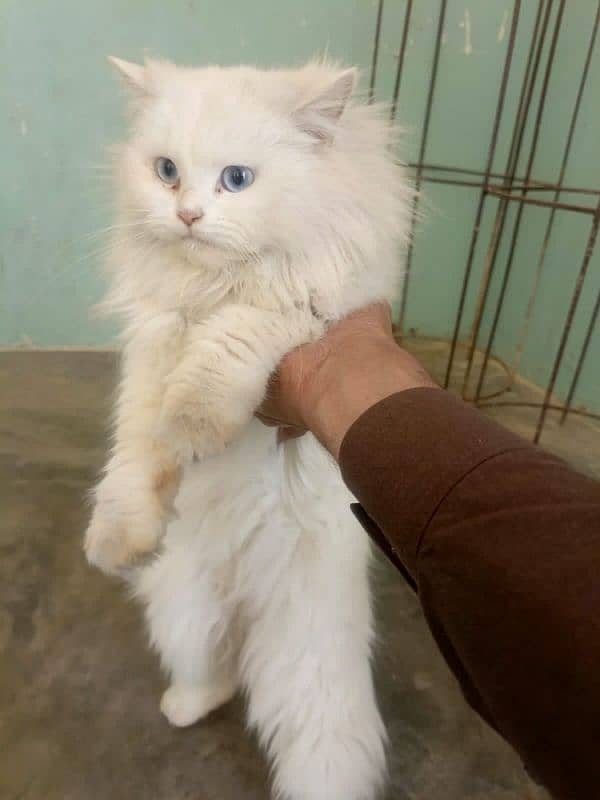 (2) Persian Female Cat . . . . Whatsapp Number (03230969566) 6