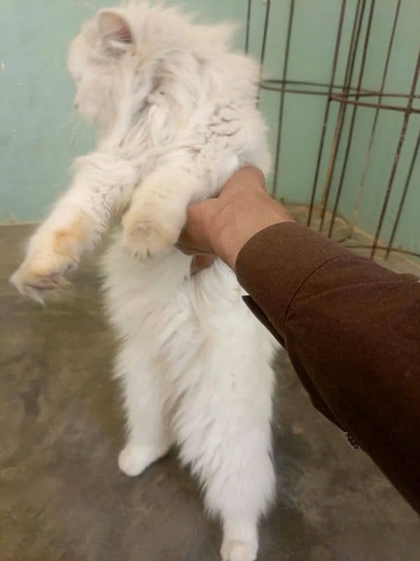 (2) Persian Female Cat . . . . Whatsapp Number (03230969566) 7