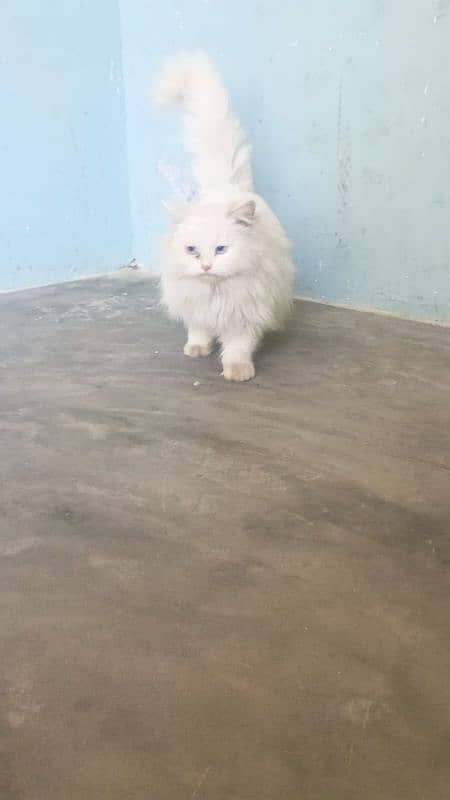 (2) Persian Female Cat . . . . Whatsapp Number (03230969566) 8