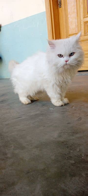 (2) Persian Female Cat . . . . Whatsapp Number (03230969566) 10