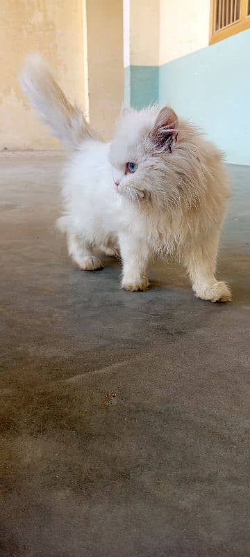 (2) Persian Female Cat . . . . Whatsapp Number (03230969566) 11