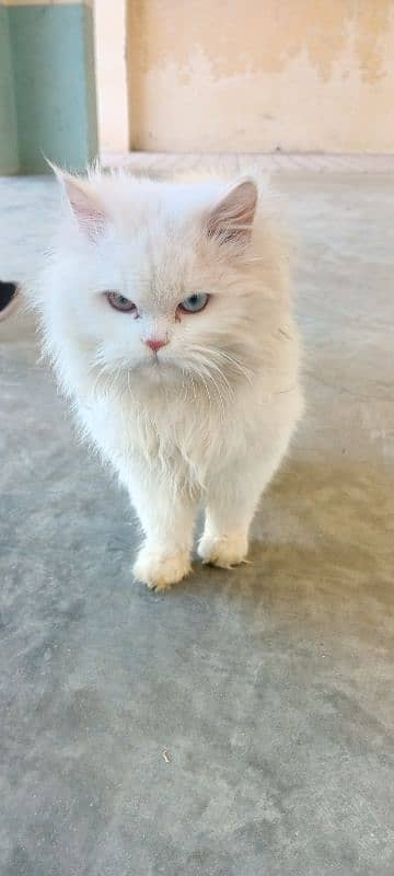 (2) Persian Female Cat . . . . Whatsapp Number (03230969566) 12