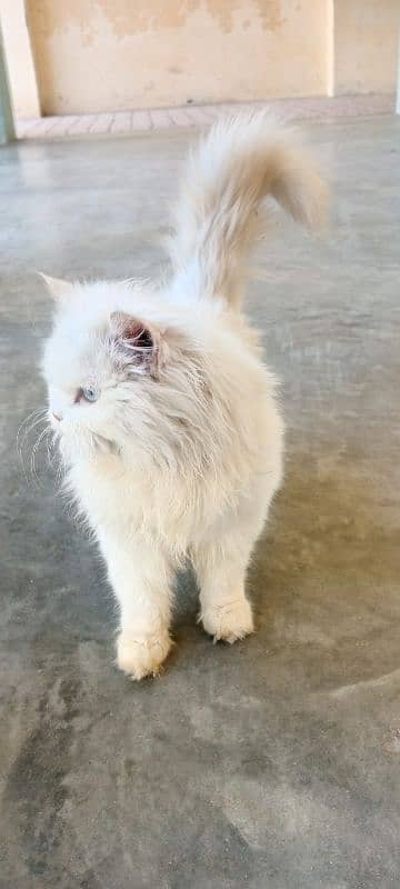 (2) Persian Female Cat . . . . Whatsapp Number (03230969566) 13