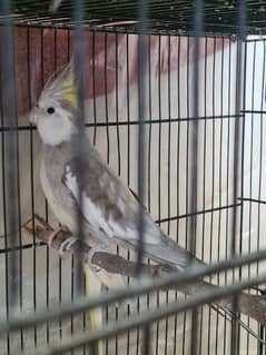 Charcoal Male Cockatiel For SALE