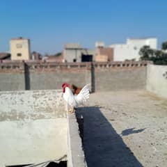 A White Fancy Murgha | Leghorn | Chicken | Hen | Rooster