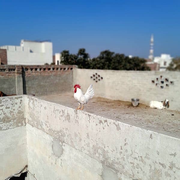 A White Fancy Murgha | Leghorn | Chicken | Hen | Rooster 1