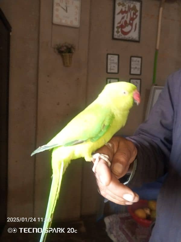 Talking parrot 0