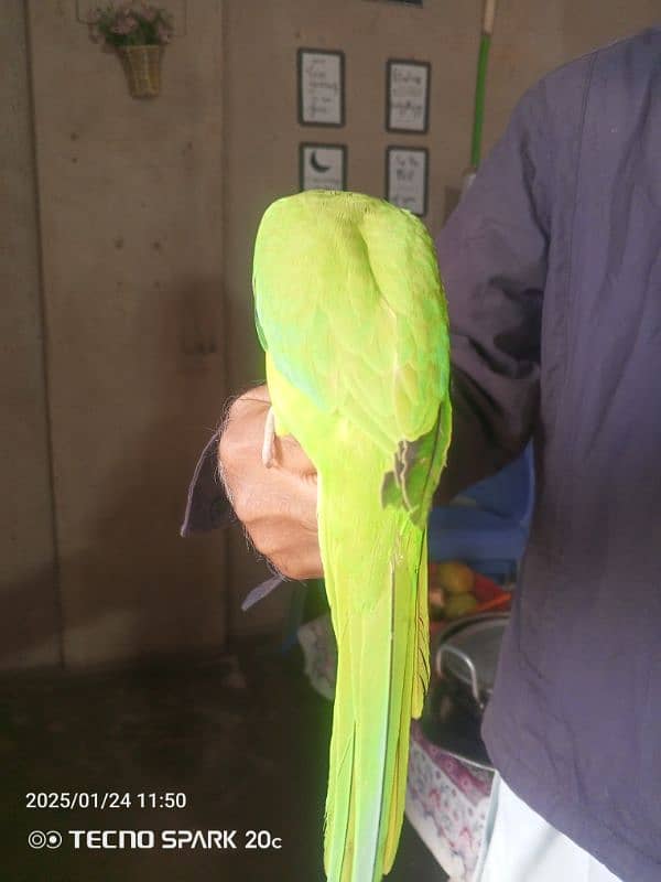 Talking parrot 2