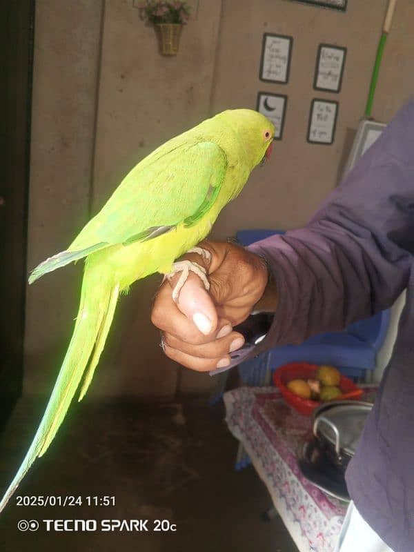 Talking parrot 3