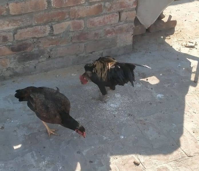 Aseel Hens & Chicks for Sale 4