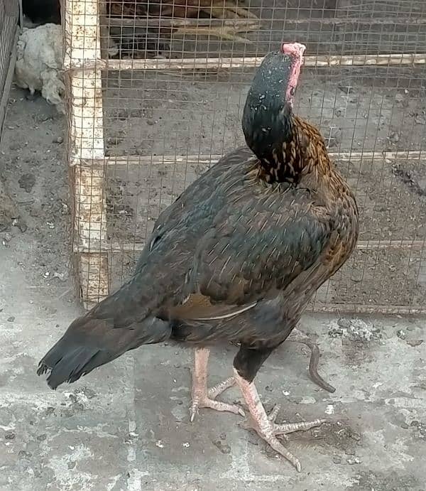 Aseel Hens & Chicks for Sale 5