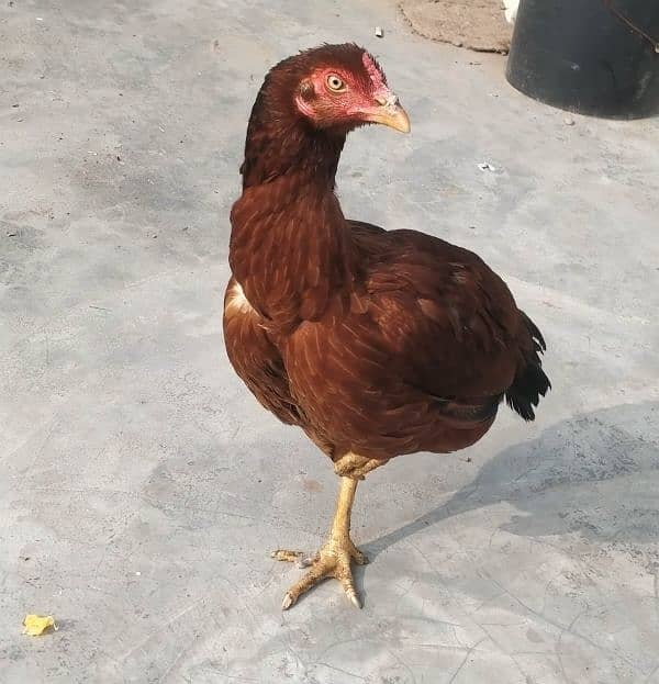 Aseel Hens & Chicks for Sale 8