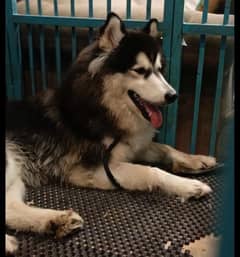 Siberian Husky female 12 months wooly coat