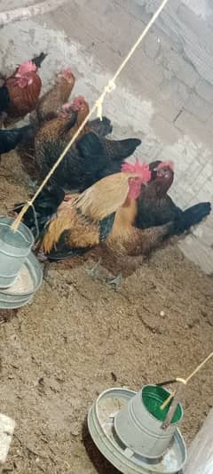 golden misri egg laying hens for sale