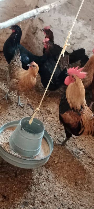 golden misri egg laying hens for sale 1