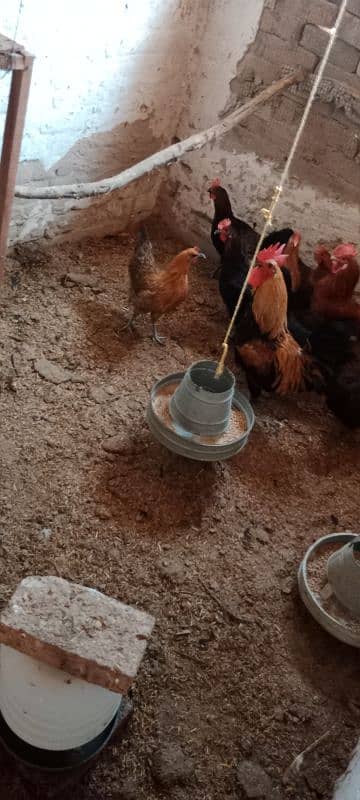 golden misri egg laying hens for sale 2