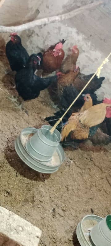 golden misri egg laying hens for sale 3