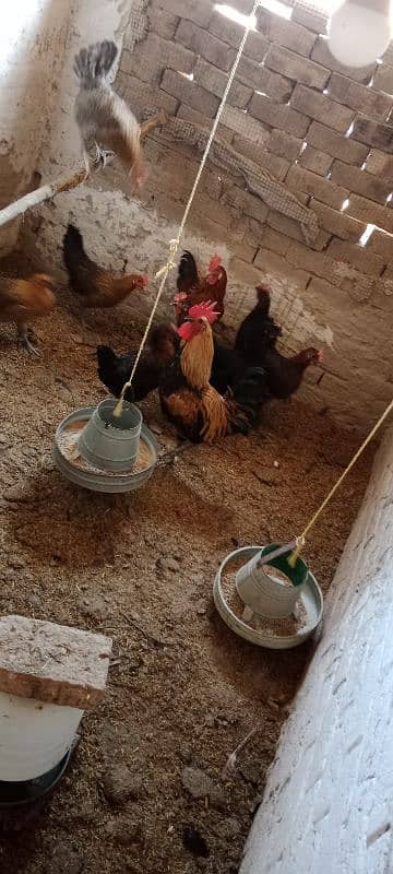 golden misri egg laying hens for sale 4