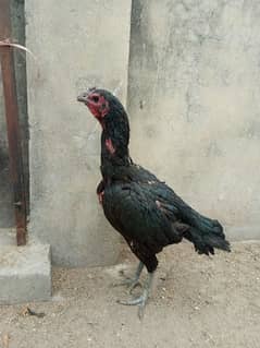 aseel madi