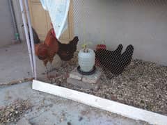 Egg laying chickens for sale