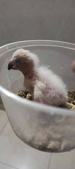 GREY parrot chick congo size