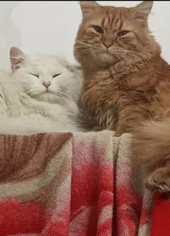 Persian Cat Pair