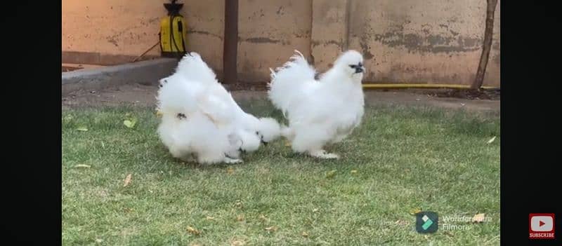 Heera and silkie chicks 3