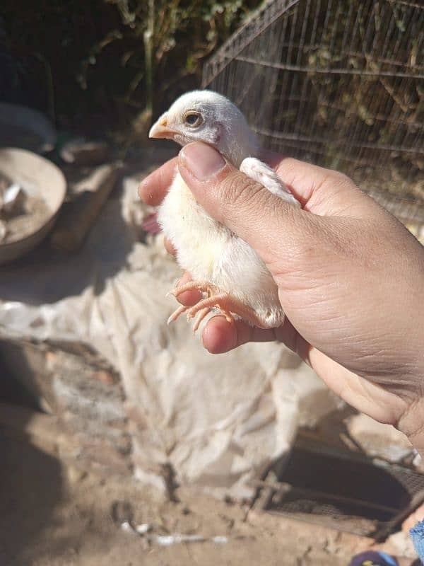 Heera and silkie chicks 4