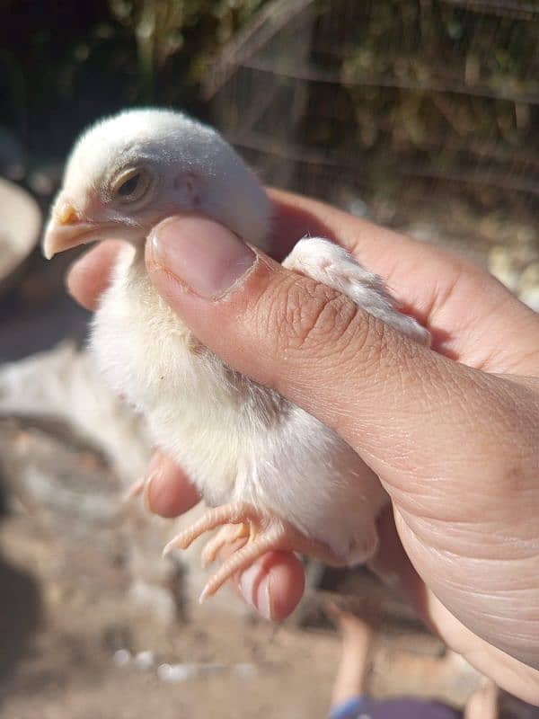 Heera and silkie chicks 5